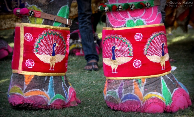 Фестиваль слонов в Джайпуре