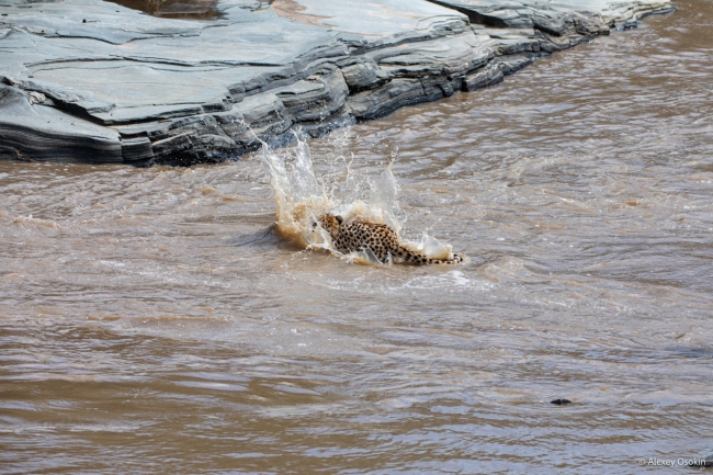 Водоплавающие гепарды
