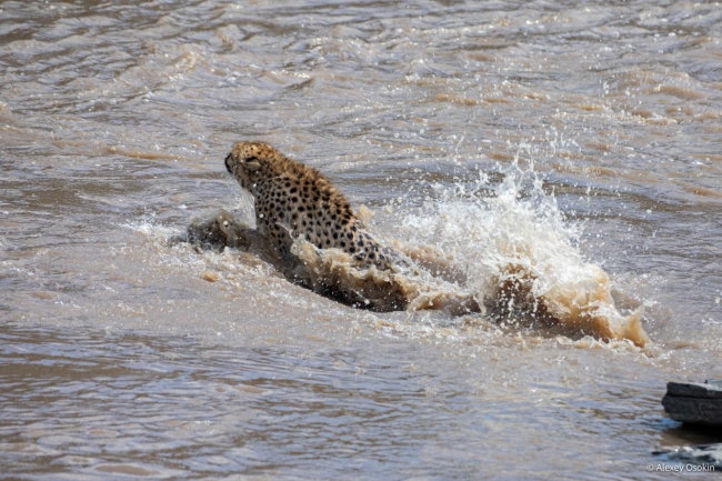 Водоплавающие гепарды