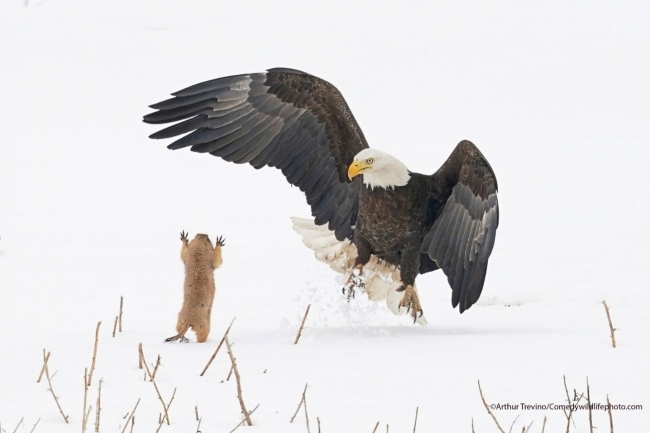 Победители конкурса Comedy Wildlife Photography Awards 2021