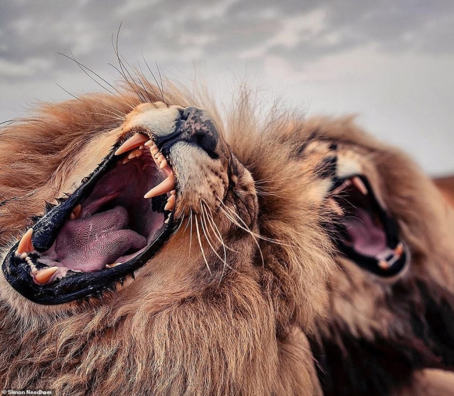 Фотографии «поющих» львов, носорогов и потрясающего тигра