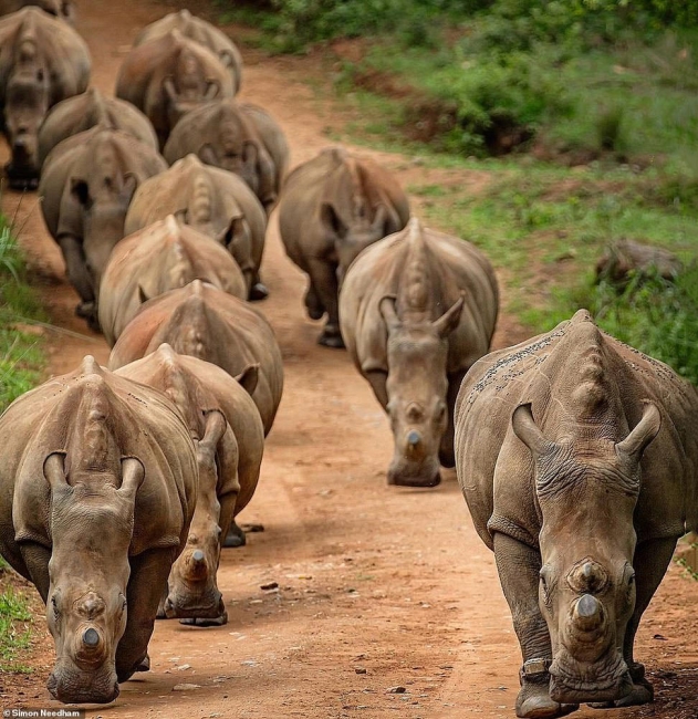 Фотографии «поющих» львов, носорогов и потрясающего тигра