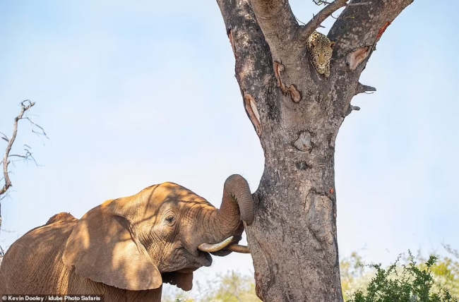 Слон против леопарда