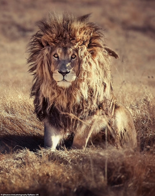 Растрепанный король-лев