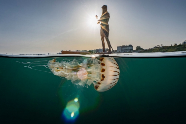 Победители конкурса подводной фотографии 2022