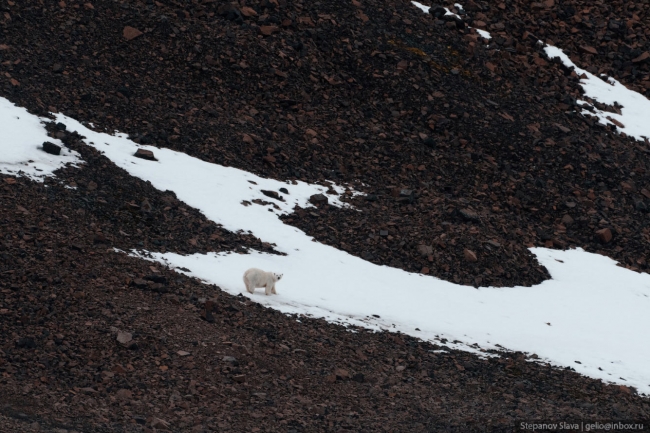 Белый медведь — хозяин Арктики