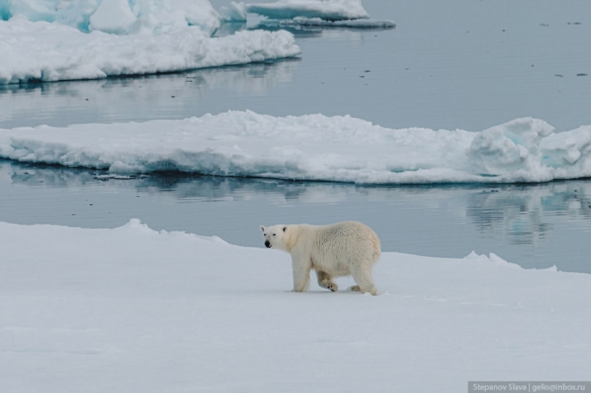 Белый медведь — хозяин Арктики