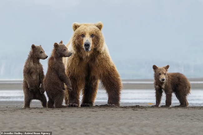 Медвежья семья с Аляски
