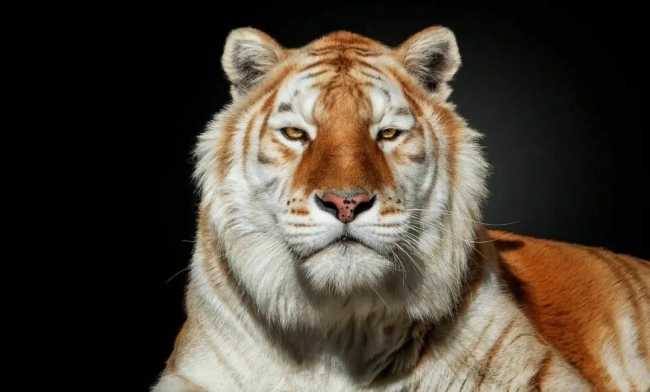 Потрясающие портреты диких животных
