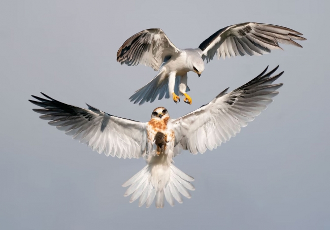 Птичий конкурс Audubon Photography Awards 2022
