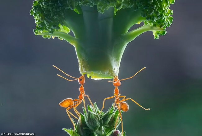 Как муравьи переносят предметы