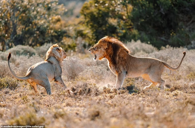 Львиные битвы