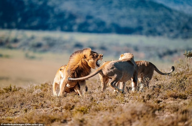 Львиные битвы