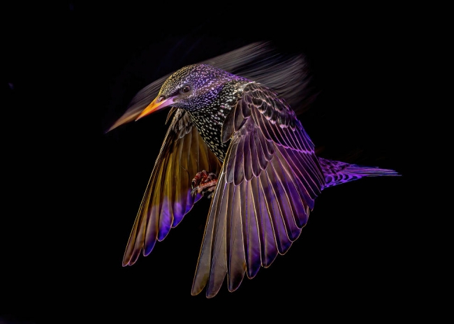 Победители конкурса на лучшие фотографии птиц Bird Photographer of the Year ...