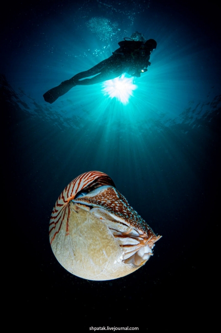 Подводный мир океанов и морей