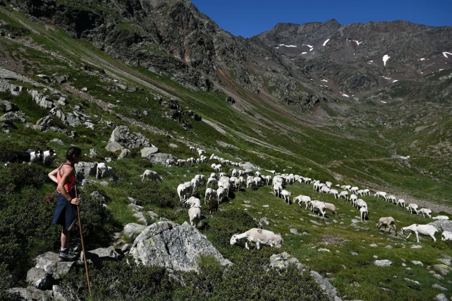 Пастухи во французских Пиренеях