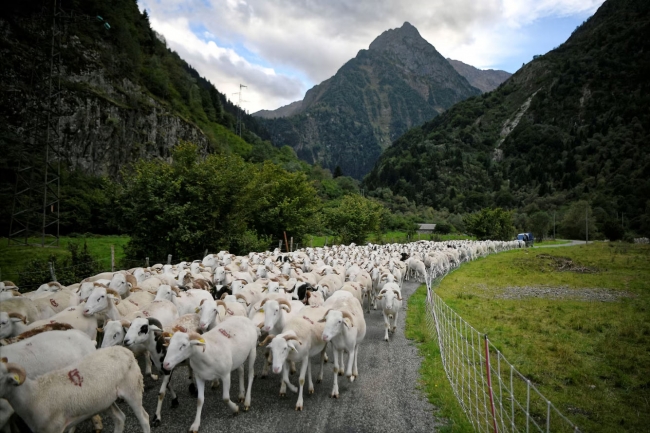 Пастухи во французских Пиренеях