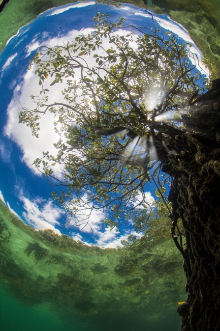 Лучшие снимки лесов с конкурса Mangrove Photography Awards 2022