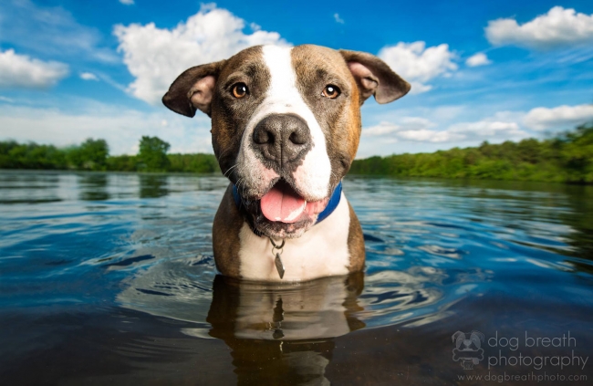 Собачье дыхание: приключения собак в фотографиях