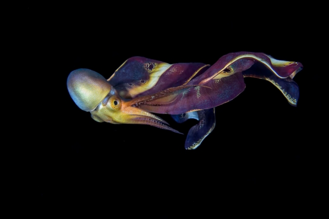 Победители конкурса подводной фотографии Ocean Art 2022