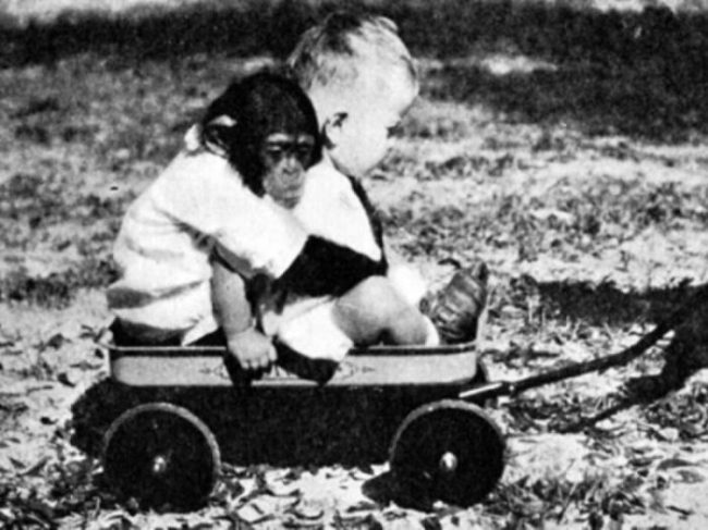 Пара растила сына и шимпанзе как брата и сестру, что из этого вышло