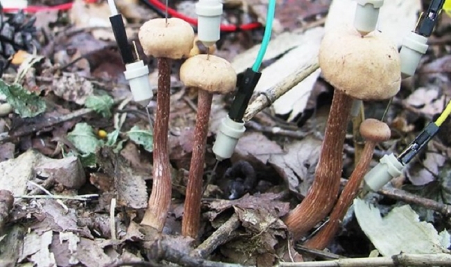 Ученые из Японии заявили, что грибы умеют разговаривать – особенно после дождя