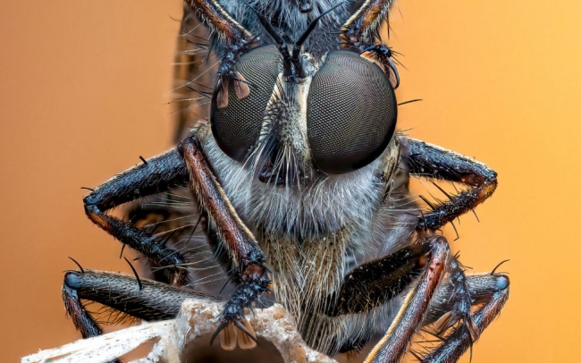 Лучшие снимки насекомых с конкурса Royal Entomological Society Insect Week  ...