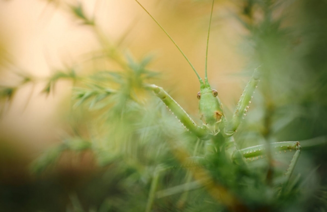 Лучшие снимки насекомых с конкурса Royal Entomological Society Insect Week competition