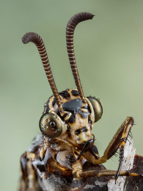 Лучшие снимки насекомых с конкурса Royal Entomological Society Insect Week competition