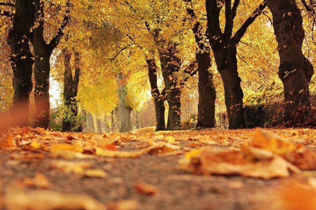 Почему желтеют листья на деревьях