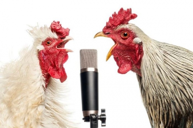 Японские ученые создали переводчик с куриного