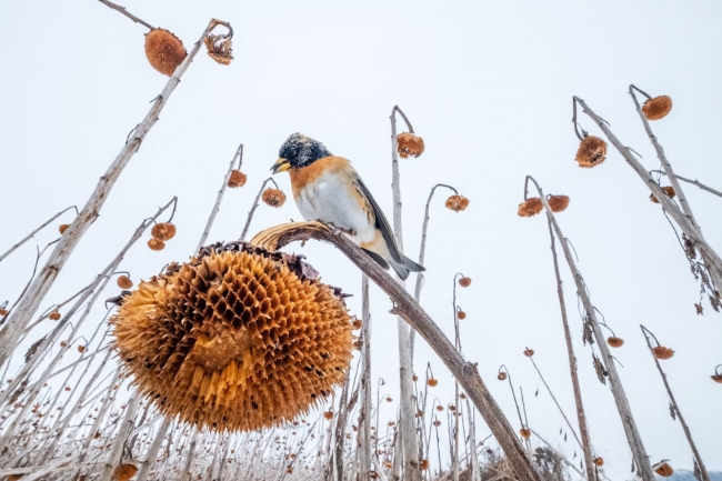 Победители конкурса на лучшие фотографии птиц Bird Photographer of the Year 2023