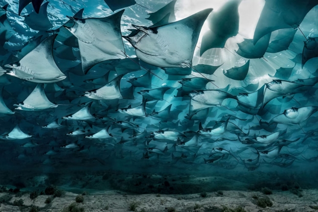 Лучшие фотографии из жизни океанов Ocean Photographer of the Year 2023. Часть 2