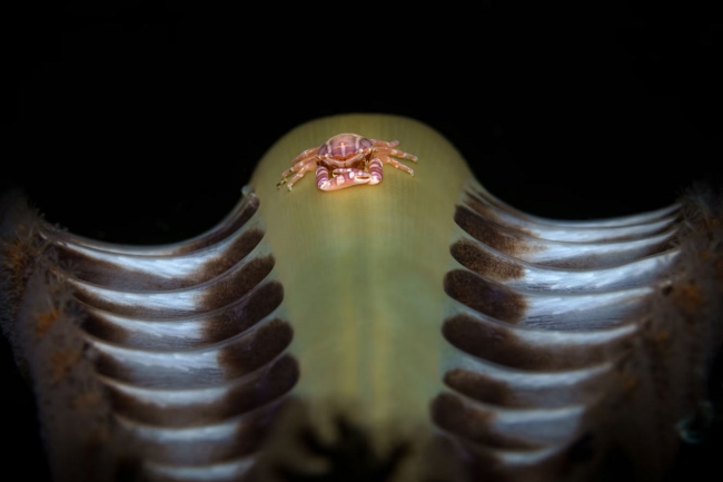 Лучшие фотографии из жизни океанов Ocean Photographer of the Year 2023. Часть 2