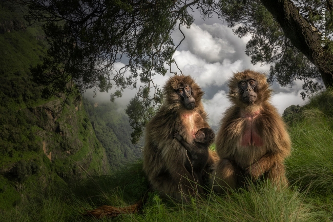 Победители конкурса Фотограф года дикой природы 2023
