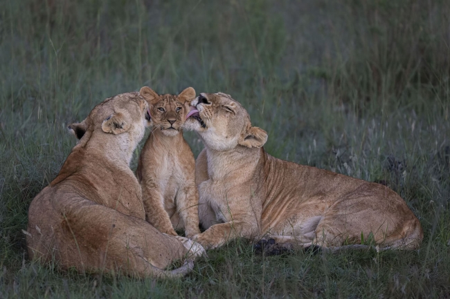 Победители конкурса Wildlife Photographer of the Year 2023