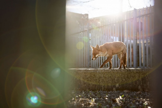 Победители Британской премии в области фотографии дикой природы 2024