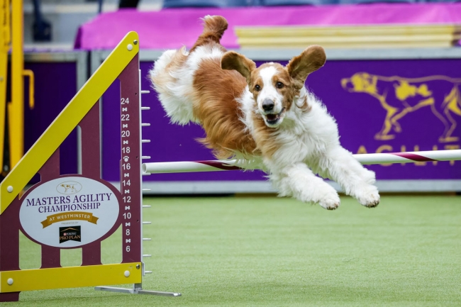 Выставка собак Westminster Kennel Club 2024