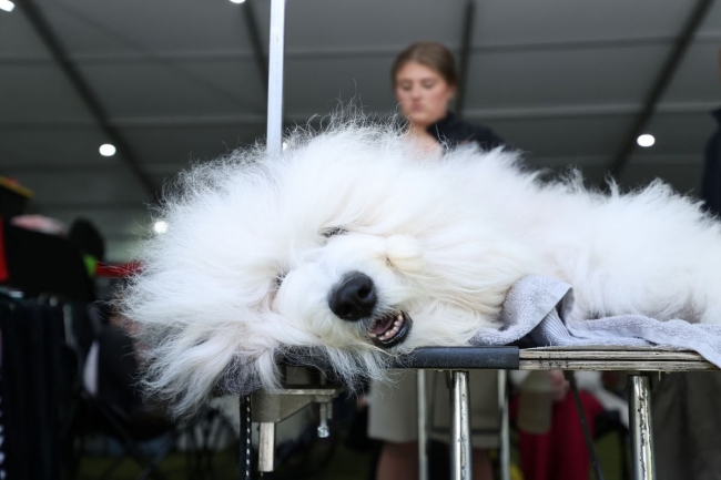 Выставка собак Westminster Kennel Club 2024