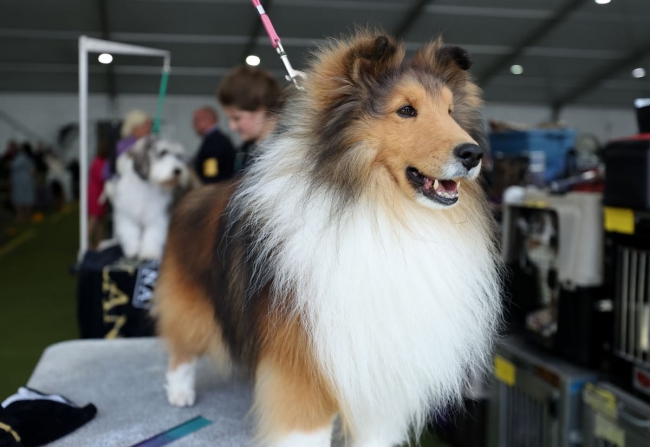 Выставка собак Westminster Kennel Club 2024