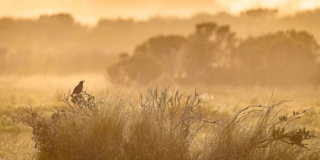 Конкурс фотографий The 2024 Audubon Photography Awards