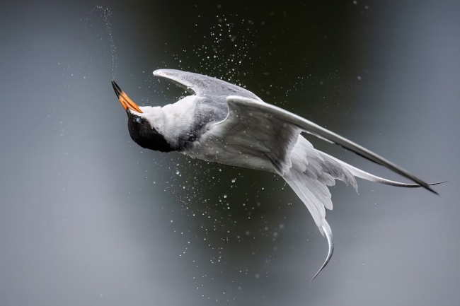 Конкурс фотографий The 2024 Audubon Photography Awards