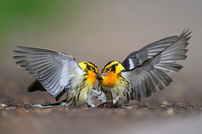 Конкурс фотографий The 2024 Audubon Photography Awards