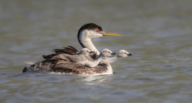 Audubon Photography Awards 2024. Лучшее с конкурса