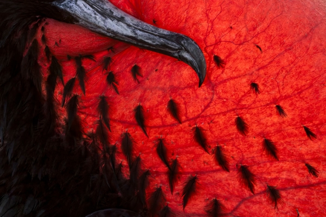 Audubon Photography Awards 2024. Лучшее с конкурса