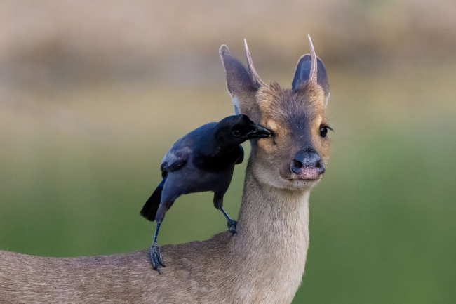 Audubon Photography Awards 2024. Лучшее с конкурса