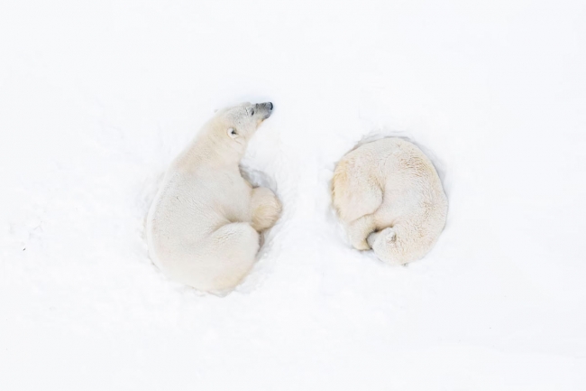 Финалисты подводного конкурса Ocean Photographer of the Year 2024