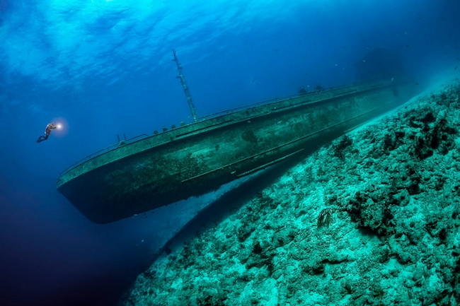 Финалисты подводного конкурса Ocean Photographer of the Year 2024