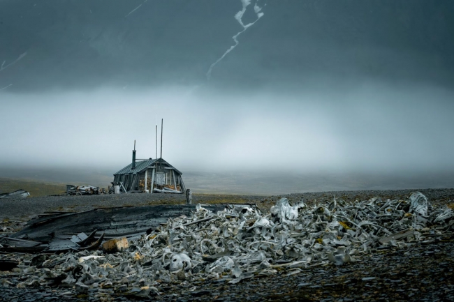 Финалисты подводного конкурса Ocean Photographer of the Year 2024