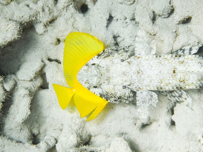 Финалисты подводного конкурса Ocean Photographer of the Year 2024